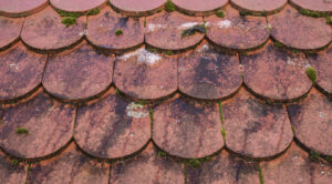 detail of a roof with beavertail tiles and grown with moss and lichens