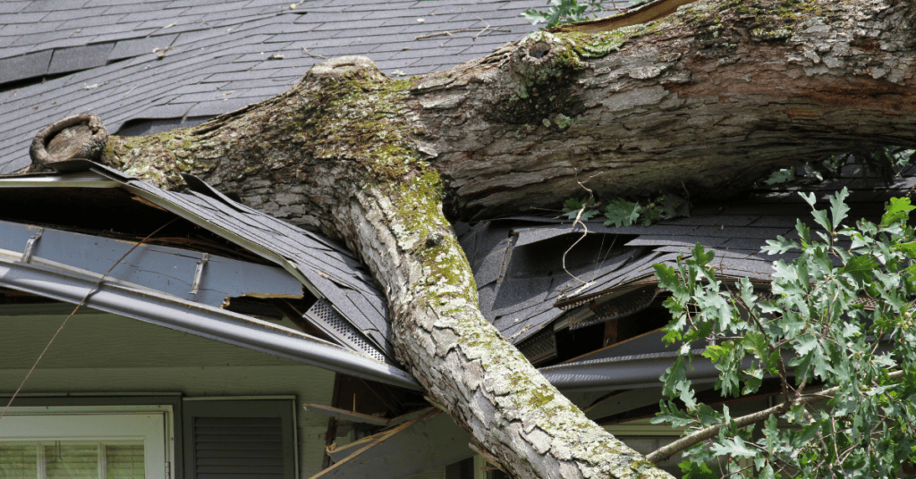 Tree fallen on a damaged roof, showcasing severe roofing emergency with visible structural compromise and potential water intrusion risks.